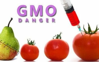 The Dangers Of Genetically Modified Food